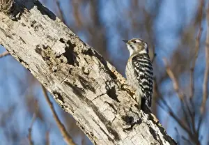 Wood Pecker Prints: Japanese Pygmy Woodpecker (Dendrocopos kizuki nippon) adult