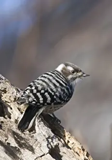 Japanese Pygmy Woodpecker (Dendrocopos kizuki nippon) adult, clinging to rotting tree trunk with holes, Hokkaido, Japan, winter
