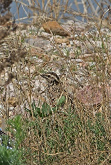 Quail Prints: Japanese Quail (Coturnix japonica) adult