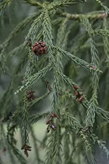 Cone Prints: Japanese Red Cedar, one female cone and some smaller male cones. Cryptomeria japonica