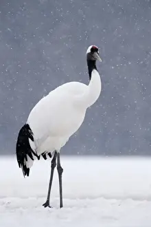 Japanese Red-crowned Crane (Grus japonensis) adult, standing in snow during snowfall, Akan, Hokkaido, Japan, winter