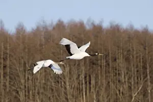 Winters Prints: Japanese Red-crowned Crane (Grus japonensis) adult and juvenile