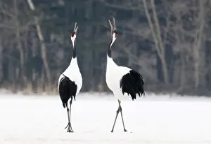 Japanese Red-crowned Crane (Grus japonensis) adult pair, calling, displaying in snow, Akan, Hokkaido, Japan, winter