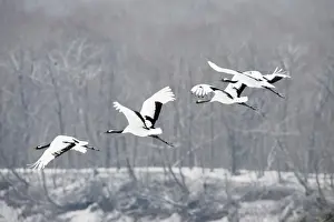 Japanese Red-crowned Crane (Grus japonensis) adults and immature, in flight over snow covered forest, Hokkaido, Japan, winter