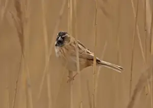 Reed Bed Prints: Japanese Reed Bunting (Emberiza yessoensis continentalis) adult male