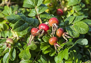 Aliens Prints: Japanese Rose (Rosa rugosa) introduced species