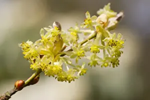 Oriental Prints: Japanese Spicebush (Lindera obtusiloba) close-up of flowers