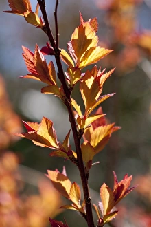 Varieties Prints: Japanese Spiraea (Spiraea japonica) Goldflame