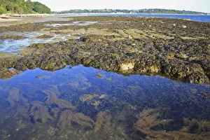 Aliens Prints: Japanese Wireweed (Sargassum muticum) introduced invasive species