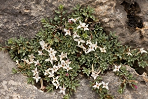 Limestone Prints: Jasmine Daphne (Daphne jasminea) flowering