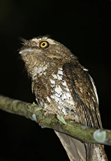 Philippines Prints: Javan Frogmouth (Batrachostomus javensis) adult