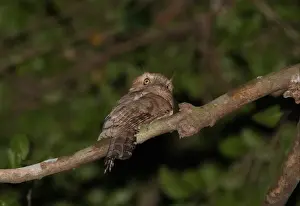 Kaeng Krachan Prints: Javan Frogmouth (Batrachostomus javensis continentalis) adult male