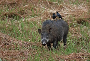 Javan Myna (Acridotheres javanicus) two adults, foraging for parasites on back of Wild Boar (Sus scrofa vittatus)