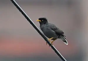 Aliens Prints: Javan Myna (Acridotheres javanicus) introduced species