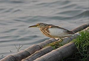 Moults Prints: Javan Pond-heron (Ardeola speciosa) adult