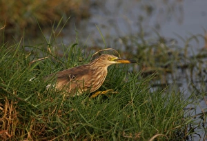 Javan Pond-heron (Ardeola speciosa) adult, winter plumage, walking at edge of ditch, Thailand, february