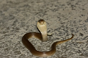 Displays Prints: Javan Spitting Cobra (Naja sputatrix) juvenile