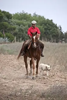 Labrador Prints: Javier Hidlago riding his race horse with a labrador at sanlucar, Spain