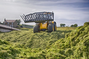 Cultivate Prints: JCB loader compressing grass silage clamp, Grimsargh, Preston, Lancashire, England, July