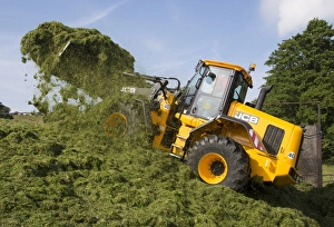 JCB loader compressing grass silage clamp, Grimsargh, Preston, Lancashire, England, July