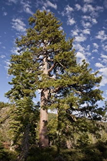 Californian Prints: Jeffrey Pine (Pinus jeffreyi) old tree