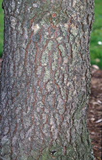 Pines Prints: Jeffreys Pine (Pinus jeffreyi) Bark