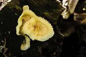 Body Prints: Jelly Rot Fungus (Phlebia tremellosa) fruiting body