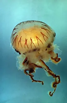Aanimal Prints: Jellyfish - Compass (Chrysaora hysocella) close-up