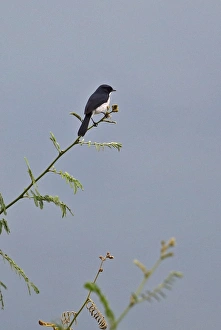 Indochina Prints: Jerdons Bushchat (Saxicola jerdoni) adult male