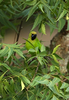 Jerdons Leafbird (Chloropsis jerdoni) adult male, perched amongst leaves in tree, Sri Lanka, december
