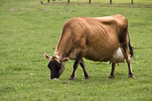 Udder Prints: Jersey Cow