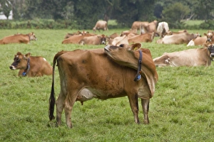 Collar Prints: Jersey Cow with ear tag and collar