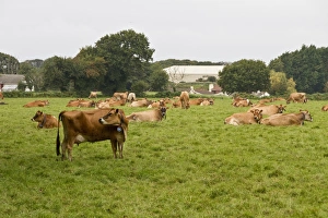 Collar Prints: Jersey Cows on Jersey, Channel Islands