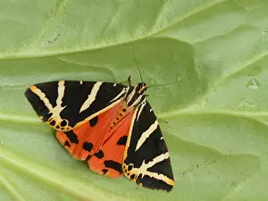 Colour Prints: Jersey Tiger Moth (Euplagia quadripunctaria) adult