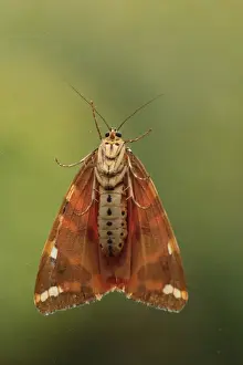 Jersey Tiger Moth (Euplagia quadripunctaria) adult, underside, Blackheath, London, England, August