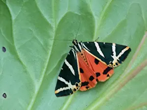 Jersey Tiger Moth (Euplagia quadripunctaria) adult, showing red hindwing warning colouration, resting on leaf