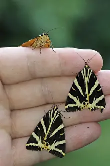 Hand Prints: Jersey Tiger Moth (Euplagia quadripunctaria) three adults