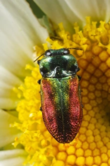 Plateau Prints: Jewel Beetle (Anthaxia fulgurans) adult female