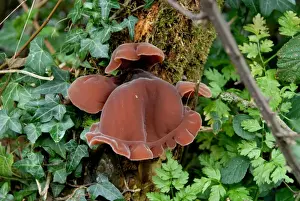 Chilterns Prints: Jew's Ear Fungus (Auricularia auricula-judae) fruiting bodies