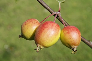 John Downie Crabapple (Malus sp. ) John Downie, close-up of ripe fruit, on tree in garden, Suffolk, England, july