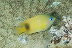 Reefs Prints: Johnston Damselfish (Plectroglyphidodon johnstonianus) adult