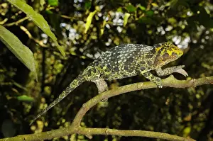 Rain Forests Prints: Johnstons Three-horned Chameleon (Trioceros johnstoni) adult female