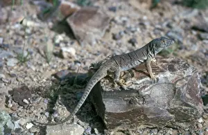 Jordan Lizard (Acanthodactylus grandis) Close-up / standing on rock