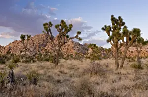 Californian Prints: Joshua Tree (Yucca brevifolia) growing in desert habitat in evening sunlight