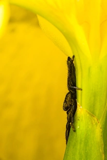 Yellow Prints: Jumping Spider (Mendoza canestrinii) adult male