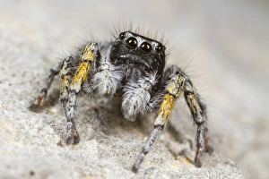 Spider Prints: Jumping Spider (Philaeus chrysops) adult male