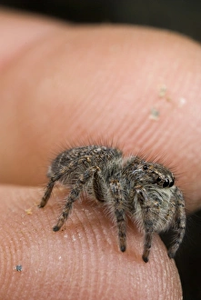 Size Prints: Jumping Spider (Philaeus chrysops) young
