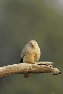 Keoladeo Ghana Prints: Jungle Babbler (Turdoides striatus) adult