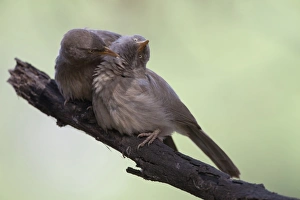 Keoladeo Ghana Prints: Jungle Babbler (Turdoides striatus) adult pair