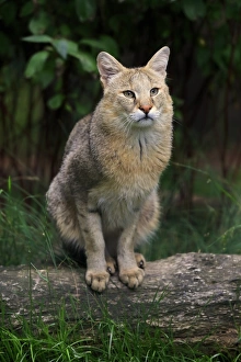 Captive Prints: Jungle Cat (Felis chaus) adult, sitting on log, July (captive)
